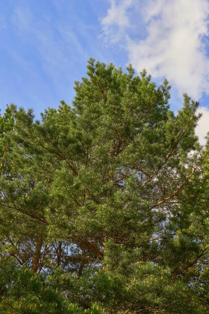 istock green big pine tree on blue sky backgrounds 1153522411