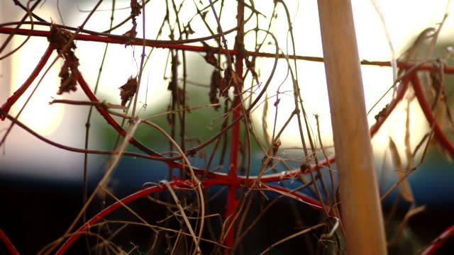 Red painted wire mesh covered with dry climbing plant with blurred background.