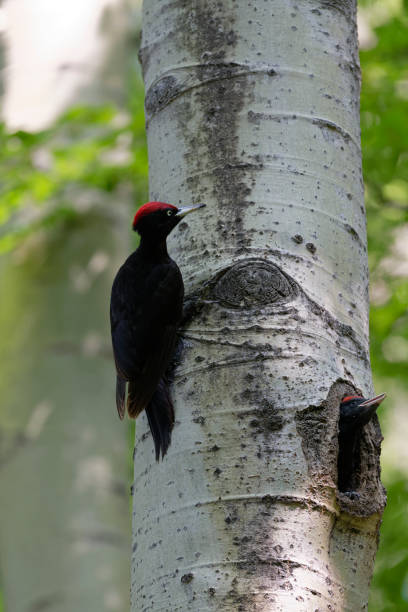 istock Black Woodpecker Dryocopus martius 1153525423