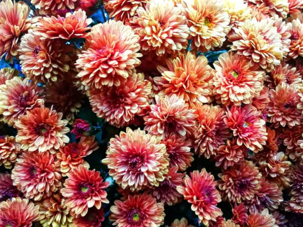 istock Crimson flowers blooming in autumn 1153526342