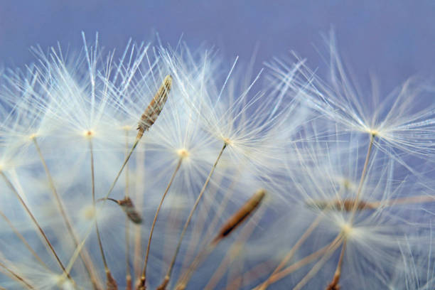 istock Dandelion seeds closeup on blue background 1153527027