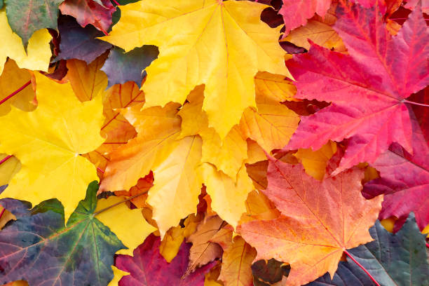 istock multicolor autumn maple leaves, full frame, beautiful autumn background, texture - image 1153528377