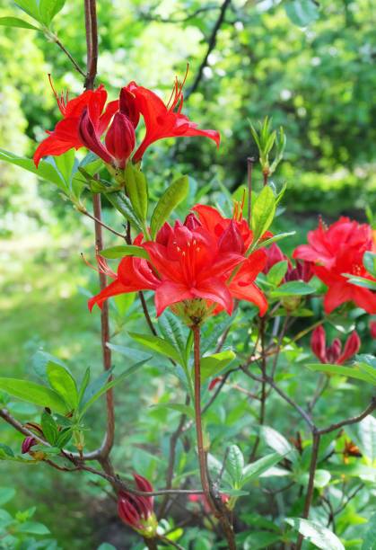 istock Deciduous rhododendron Azalea 'Nabucco' 1153528410
