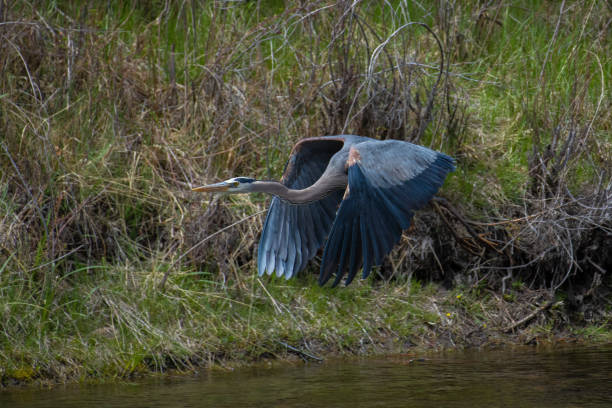 istock Great Blue Heron in canyon flying 1153528454