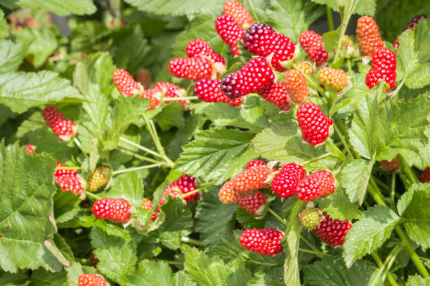 istock loganberry bush with ripe and unripe loganberries 1153528497