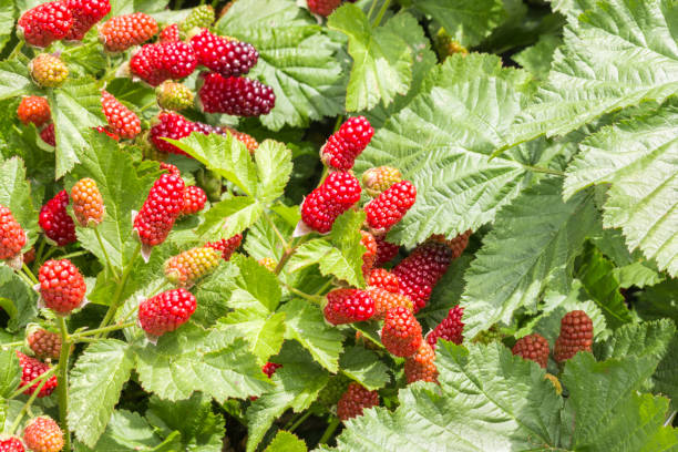 istock organic loganberries ripening on loganberry bush with copy space 1153528516