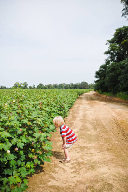 istock Young boy, dirt road, cotton field 1153531235