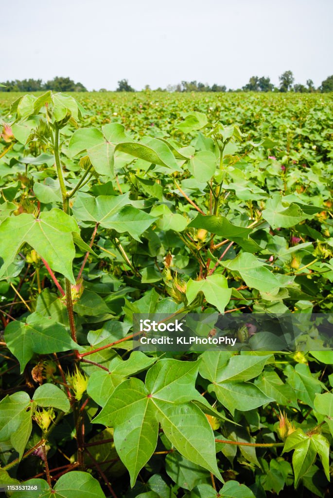 Close-up of plants in a cotton field In Georgia, Usa. Agricultural Field Stock Photo