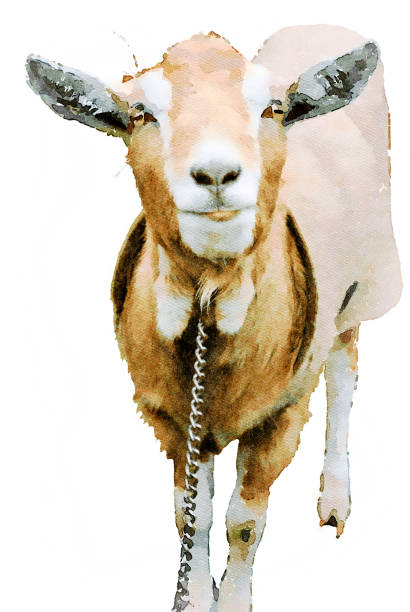 portrait of a black goat on a farm