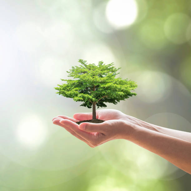 istock Sustainable environment, saving environmental ecosystem of forest, and go green concept with tree planting on volunteer's hands 1153536969