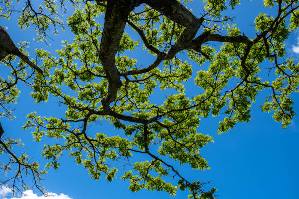istock Albizia Tree View From Directly Below In Kauai 1153538818