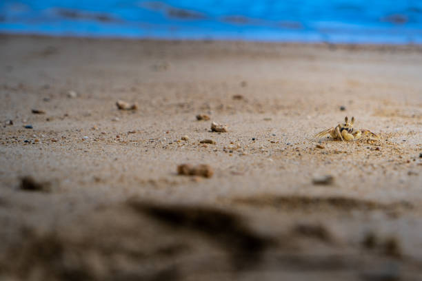 istock Small Crab On A Beach In Kauai, Hawaii 1153538939