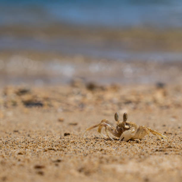 istock Small Crab On A Beach In Kauai, Hawaii 1153540133