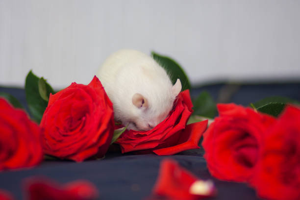 flavor concept. A white rat sniffs a flower. Mouse with red roses. Pets decorative animals.