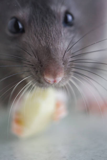 istock Muzzle rat close-up. The nose of a gray mouse. Mustache on the face 1153540746