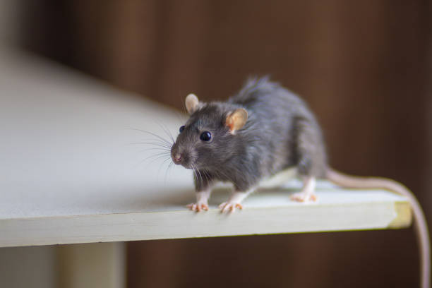 mouse field between two tiles looking in camera