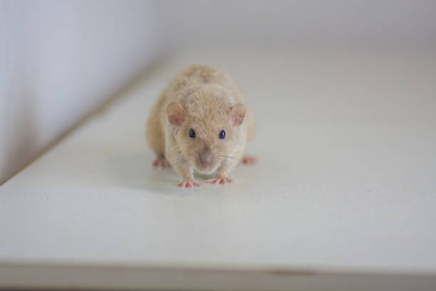 istock Beige mouse on the table. The rat looks straight. Pets decorative 1153540763