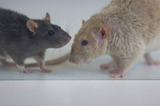 istock The concept of communication. Rats stand opposite each other. 1153540767