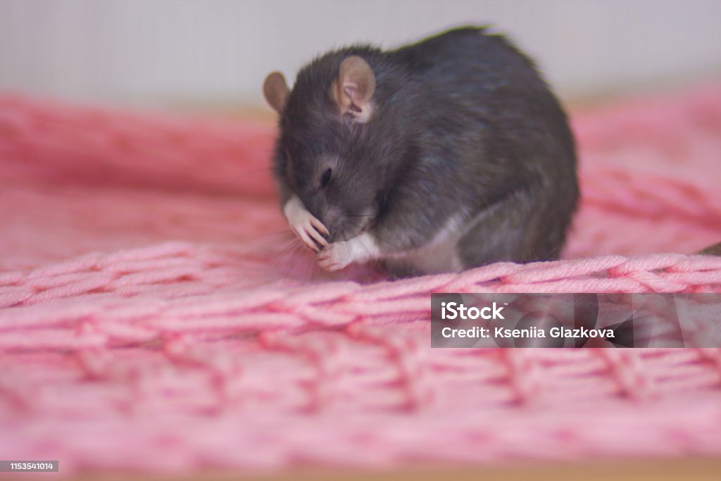 The concept of runny nose. Rat scratching his nose. The concept of runny nose. Rat scratching his nose. Mouse sneezes. The rodent covered his face with his paw. Mouse - Animal Stock Photo