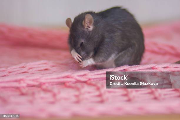 The Concept Of Runny Nose Rat Scratching His Nose Stock Photo - Download Image Now