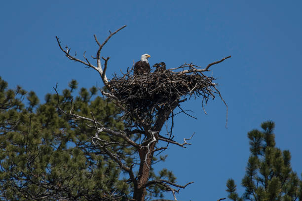 Bald Eagle family at nest