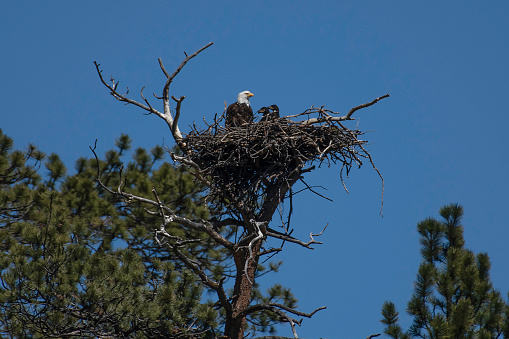 Five American bald eagles in summer tree
