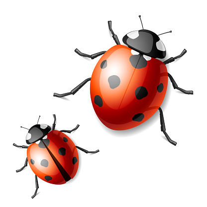 Two images of black and red ladybugs