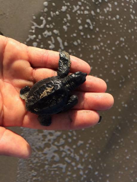 istock Baby Sea Turtle 1153545854