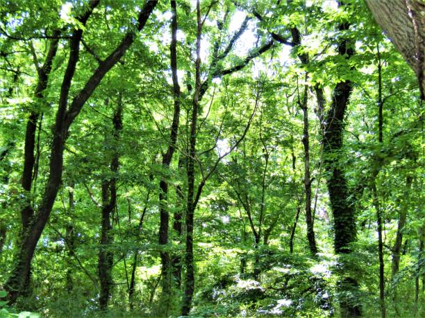 istock Japanese forest in hot sunny day 1153548885