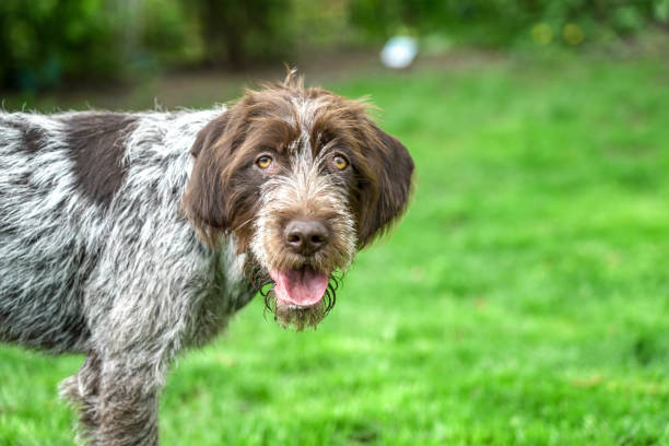 puppy this puppy is a 6 month old wirehaired pointing griffon Wirehaired Pointing Griffon stock pictures, royalty-free photos & images