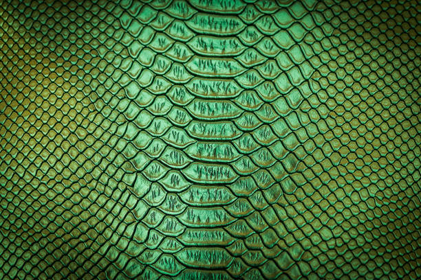 istock close up of snake skin texture 1153553645