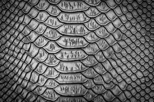 istock close up of snake skin texture 1153554370