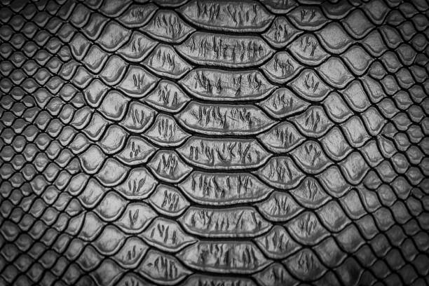 istock close up of snake skin texture 1153555921