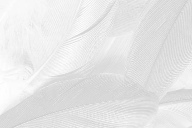 istock Beautiful white gray colors tone feather texture background 1153556121