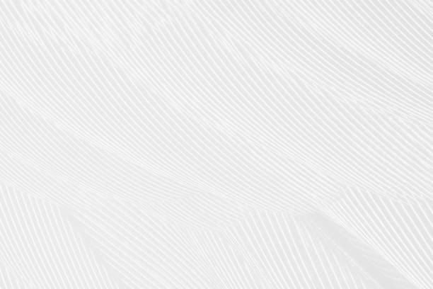 istock Beautiful white gray colors tone feather texture background 1153556150