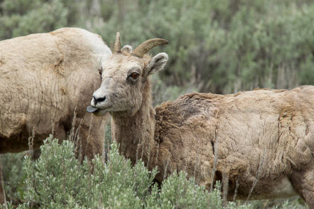 istock Young bighorn sheep with its tongue out. 1153564941