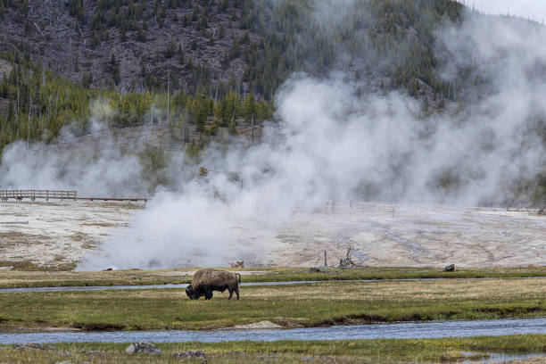 istock Bison grazes in Yellowstone Park 1153564946