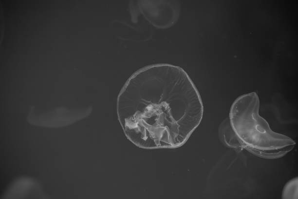 istock Jellyfish that lie under the deep sea. 1153565035