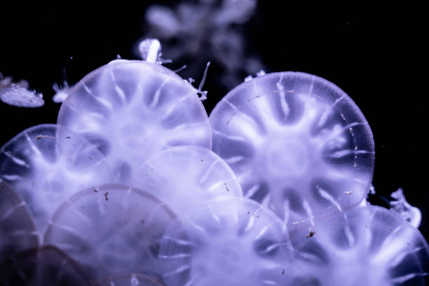 istock Jellyfish that lie under the deep sea. 1153565037