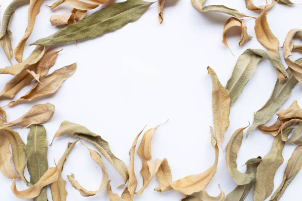 istock Frame of eucalyptus dry leaves with copy space on white 1153565168