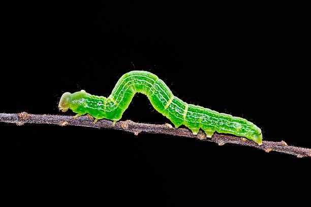 istock Green Caterpillar crawling on brown branch. 1153565544