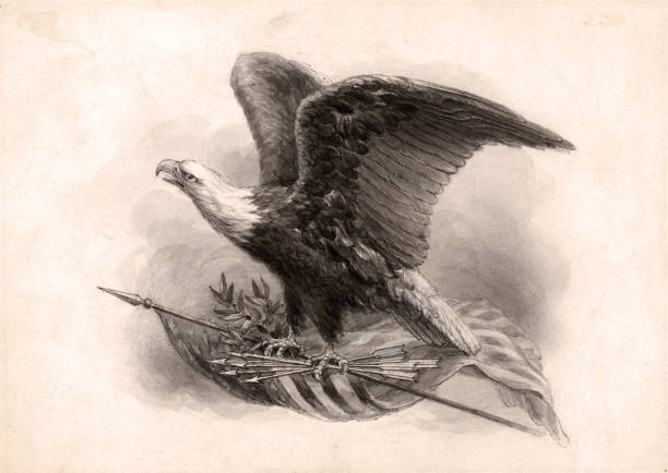 미국 대머리 독수리, 미국 국립 새 - usa animal bald eagle bird stock illustrations