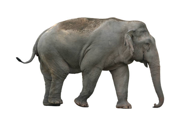 istock Male elephant with no tusks isolated on white background 1153566293