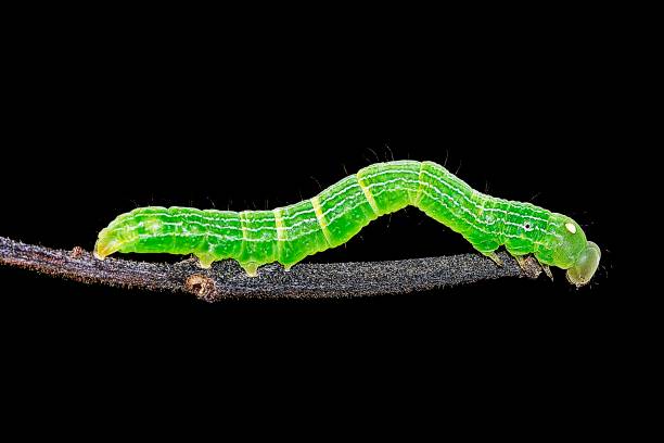istock Green Caterpillar crawling on brown branch. 1153566373