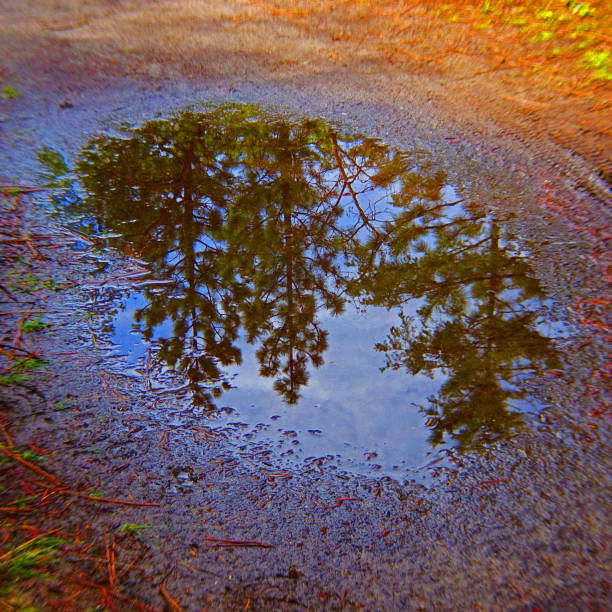 Reflections on a gorgeous hiking trail in the hills just minutes from downtown Boise, Idaho.