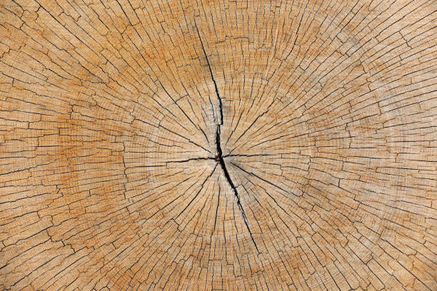 holzbaum-stamm mit jahresringen geschnitten. als hintergrund - cross shape cross rough wood stock-fotos und bilder