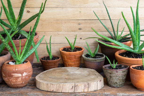Aloe vera pot plants, flowerpot, on wooden table, natural skin therapy concept, copy space stock photo