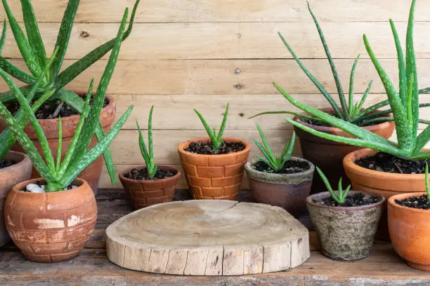Aloe vera pot plants, flowerpot, on wooden table, natural skin therapy concept, copy space