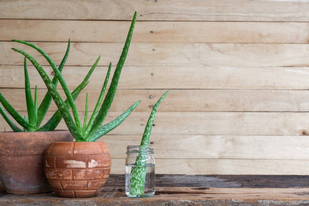 Aloe vera pot plants, flowerpot, on wooden table, natural skin therapy concept, copy space stock photo