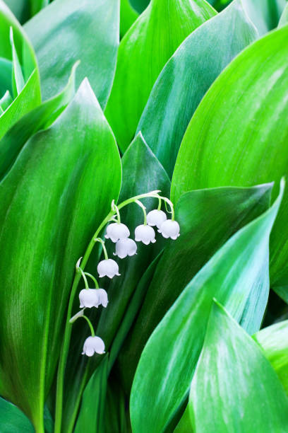 fleurs de lys blanc de la vallée sur les feuilles vertes de fond floue près, peut fleur de lys macro, convallaria majalis en fleur, beau printemps ou l’été naturel fleur florale design, espace de copie - may leaf spring green photos et images de collection